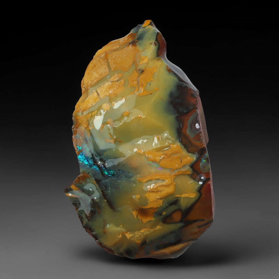 31.82ct Natural Australian Queensland Boulder Opal Sliced Slab Cutting Rough, 7YP: Natural sliced slab rough of Queensland boulder opal cutting grade, featuring rich color ironstone matrix with patterns. The face clearly reveals extensive opal veining and pocket formations running t
