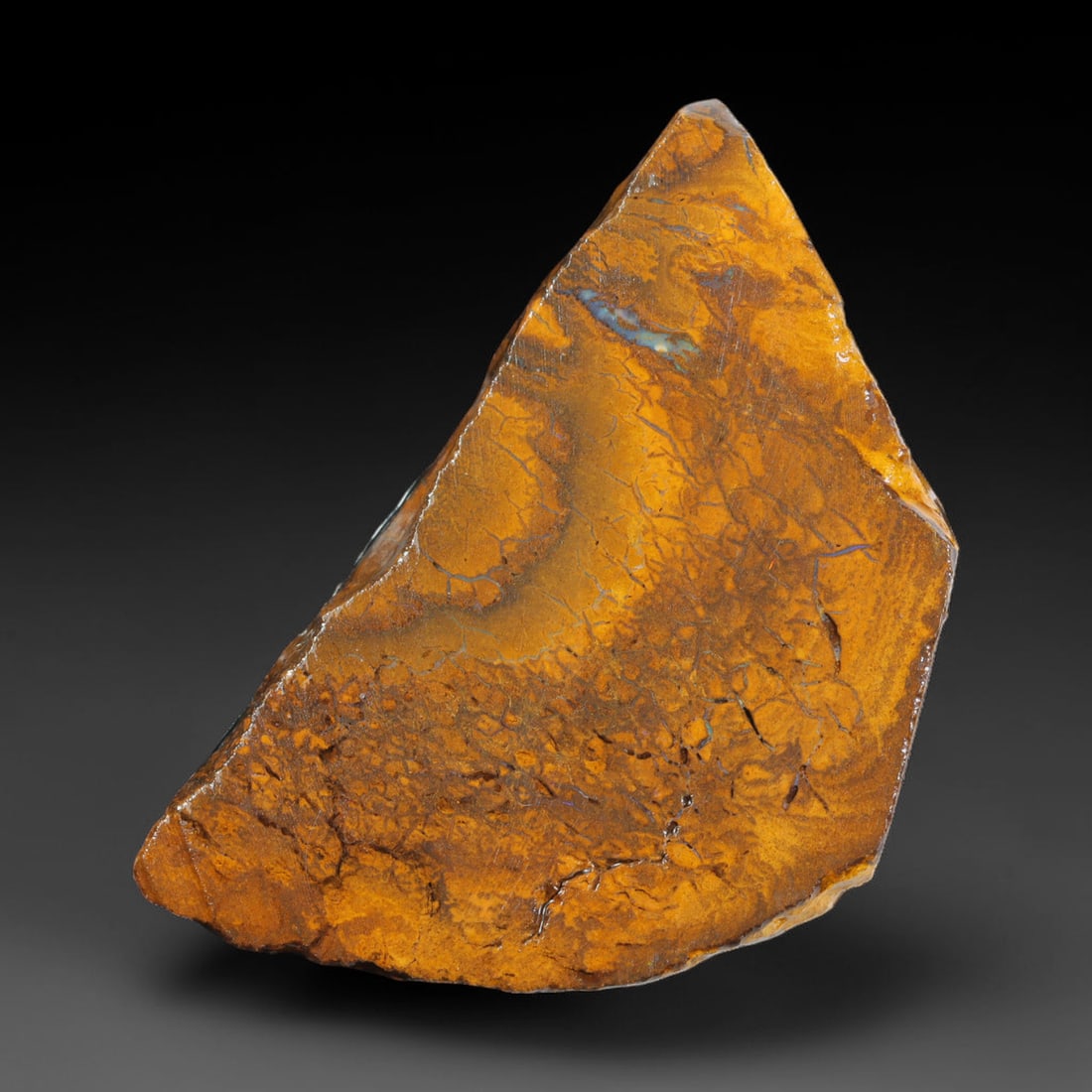 78.96ct Natural Australian Queensland Boulder Opal Sliced Slab Cutting Rough, 47AX: Natural sliced slab rough of Queensland boulder opal cutting grade, featuring rich color ironstone matrix with patterns. The face clearly reveals extensive opal veining and pocket formations running t