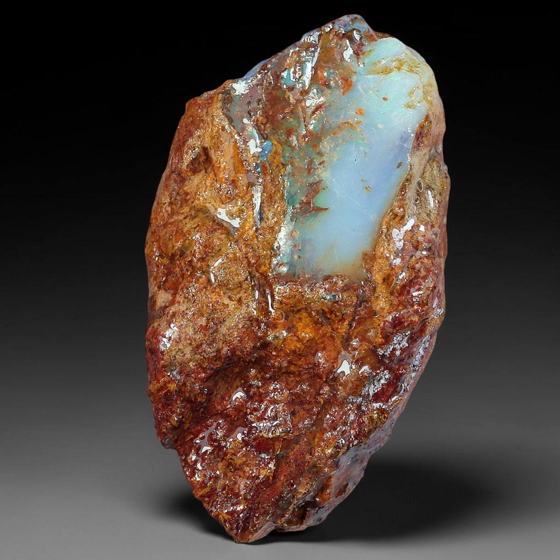 30.58ct Natural Australian Queensland Boulder Opal Sliced Slab Cutting Rough, 43YP: Natural sliced slab rough of Queensland boulder opal cutting grade, featuring rich color ironstone matrix with patterns. The face clearly reveals extensive opal veining and pocket formations running t