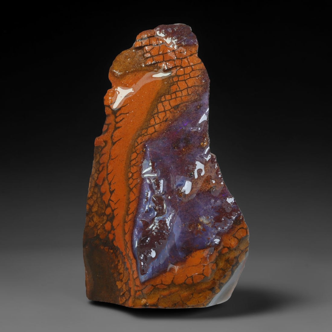 53.10ct Natural Australian Queensland Boulder Opal Sliced Slab Cutting Rough, 35AY: Natural sliced slab rough of Queensland boulder opal cutting grade, featuring rich color ironstone matrix with patterns. The face clearly reveals extensive opal veining and pocket formations running t