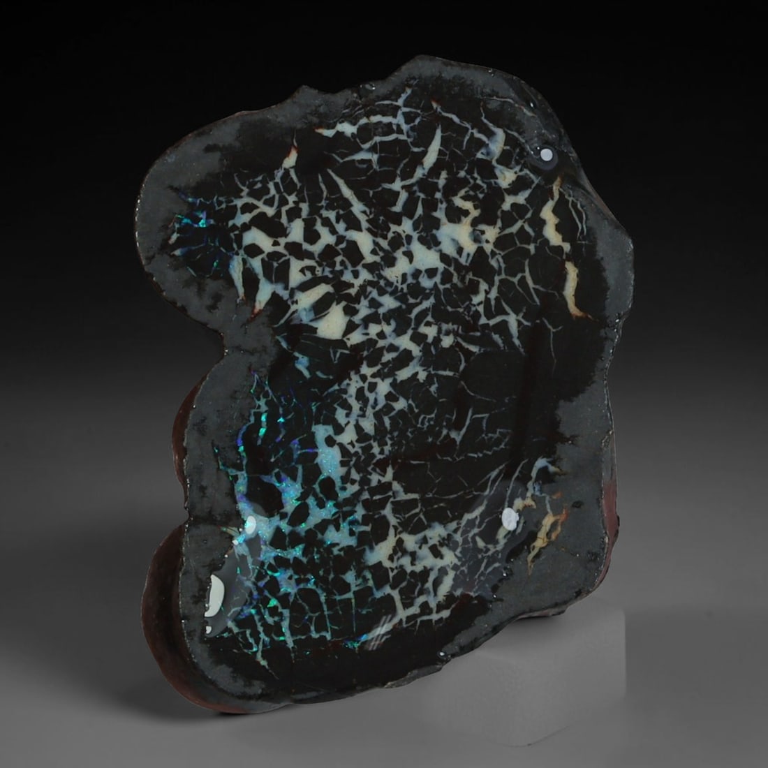 11.98ct Natural Australian Queensland Boulder Opal Sliced Slab Cutting Rough, 51AY: Natural sliced slab rough of Queensland boulder opal cutting grade, featuring rich color ironstone matrix with patterns. The face clearly reveals extensive opal veining and pocket formations running t