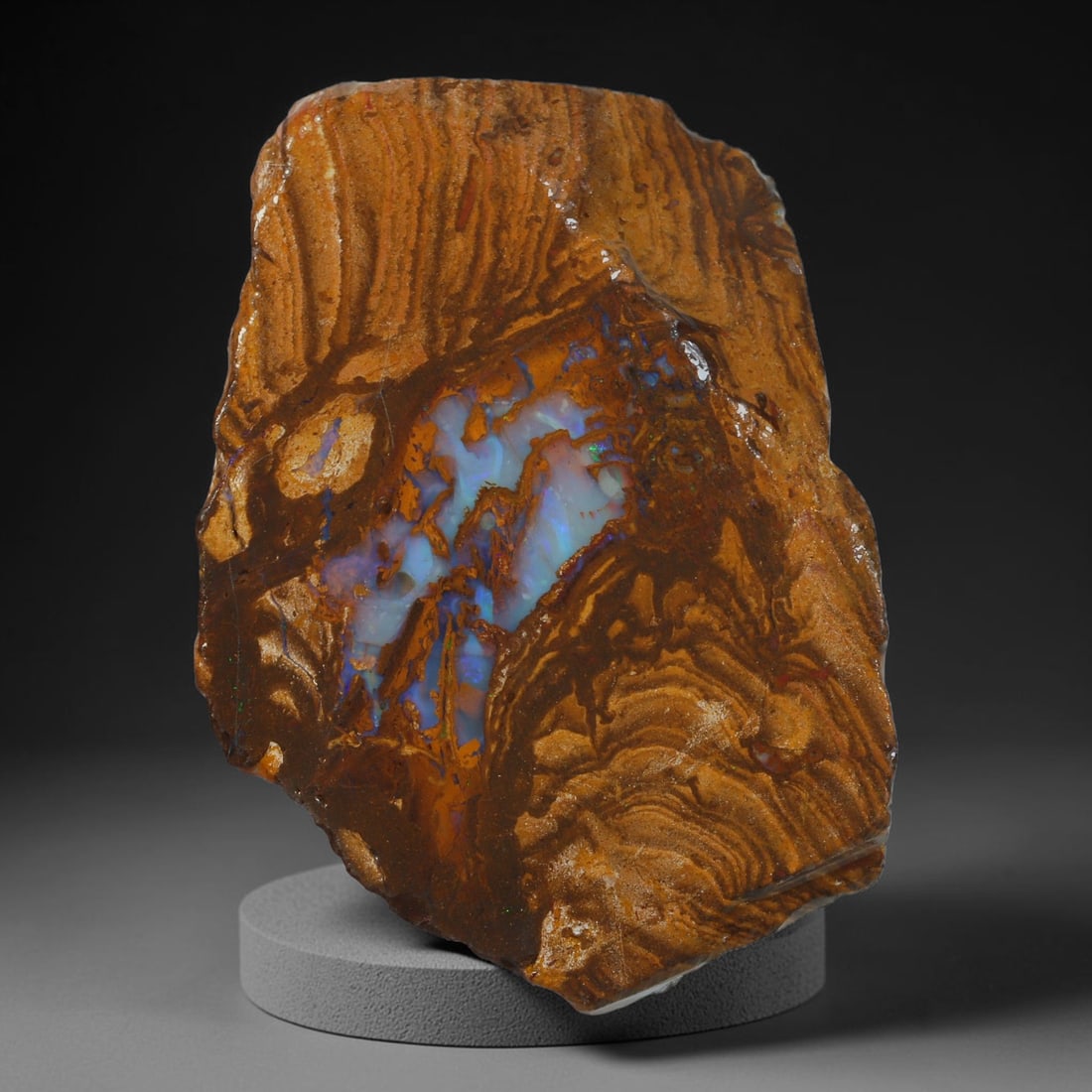 52.82ct Natural Australian Queensland Boulder Opal Sliced Slab Cutting Rough, 65YP: Natural sliced slab rough of Queensland boulder opal cutting grade, featuring rich color ironstone matrix with patterns. The face clearly reveals extensive opal veining and pocket formations running t