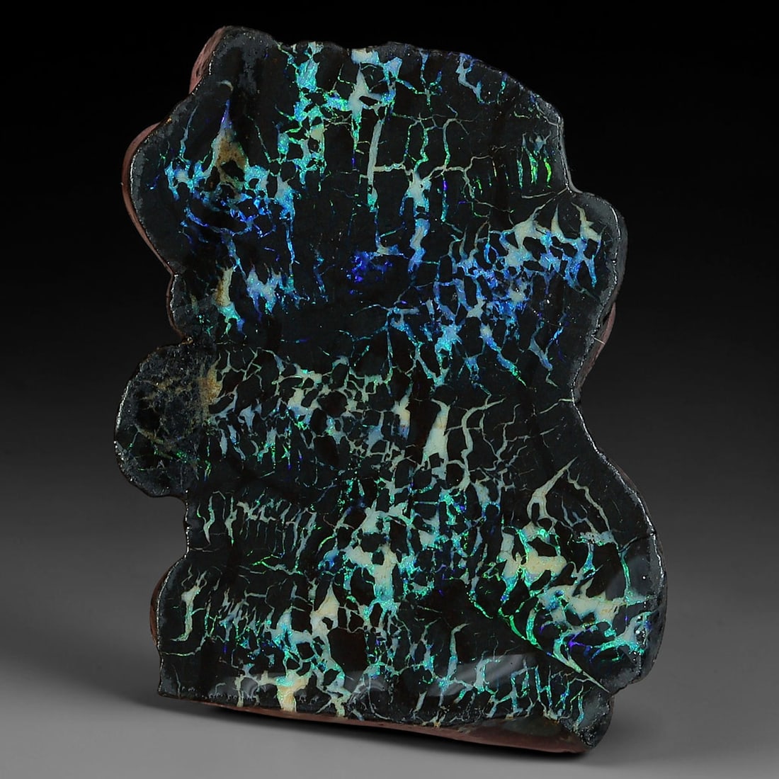 22.30ct Natural Australian Queensland Boulder Opal Sliced Slab Cutting Rough, 24YP: Natural sliced slab rough of Queensland boulder opal cutting grade, featuring rich color ironstone matrix with patterns. The face clearly reveals extensive opal veining and pocket formations running t