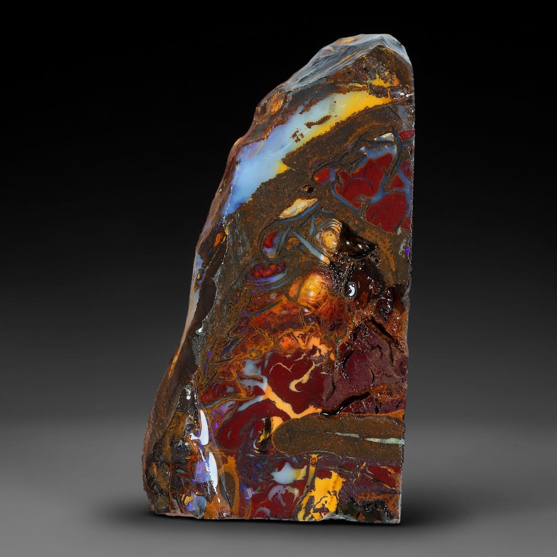63.86ct Natural Australian Queensland Boulder Opal Sliced Slab Cutting Rough, 96YP: Natural sliced slab rough of Queensland boulder opal cutting grade, featuring rich color ironstone matrix with patterns. The face clearly reveals extensive opal veining and pocket formations running t