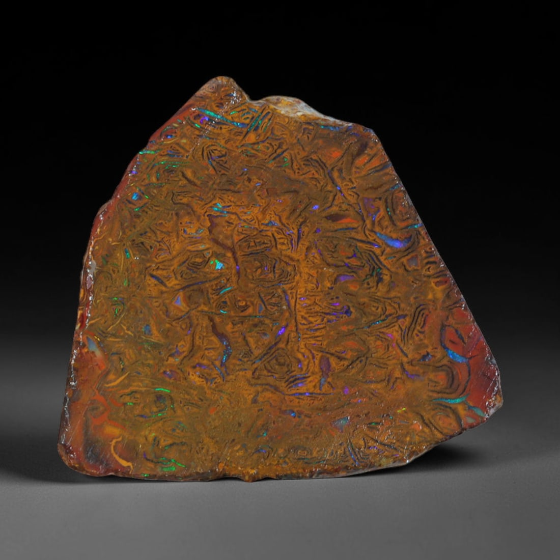22.51ct Natural Australian Queensland Boulder Opal Sliced Slab Cutting Rough, 12AX: Natural sliced slab rough of Queensland boulder opal cutting grade, featuring rich color ironstone matrix with patterns. The face clearly reveals extensive opal veining and pocket formations running t