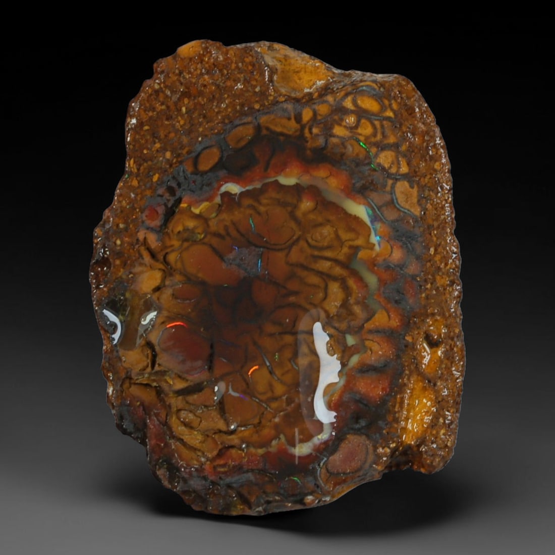 13.30ct Natural Australian Queensland Boulder Opal Sliced Slab Cutting Rough, 53AY: Natural sliced slab rough of Queensland boulder opal cutting grade, featuring rich color ironstone matrix with patterns. The face clearly reveals extensive opal veining and pocket formations running t
