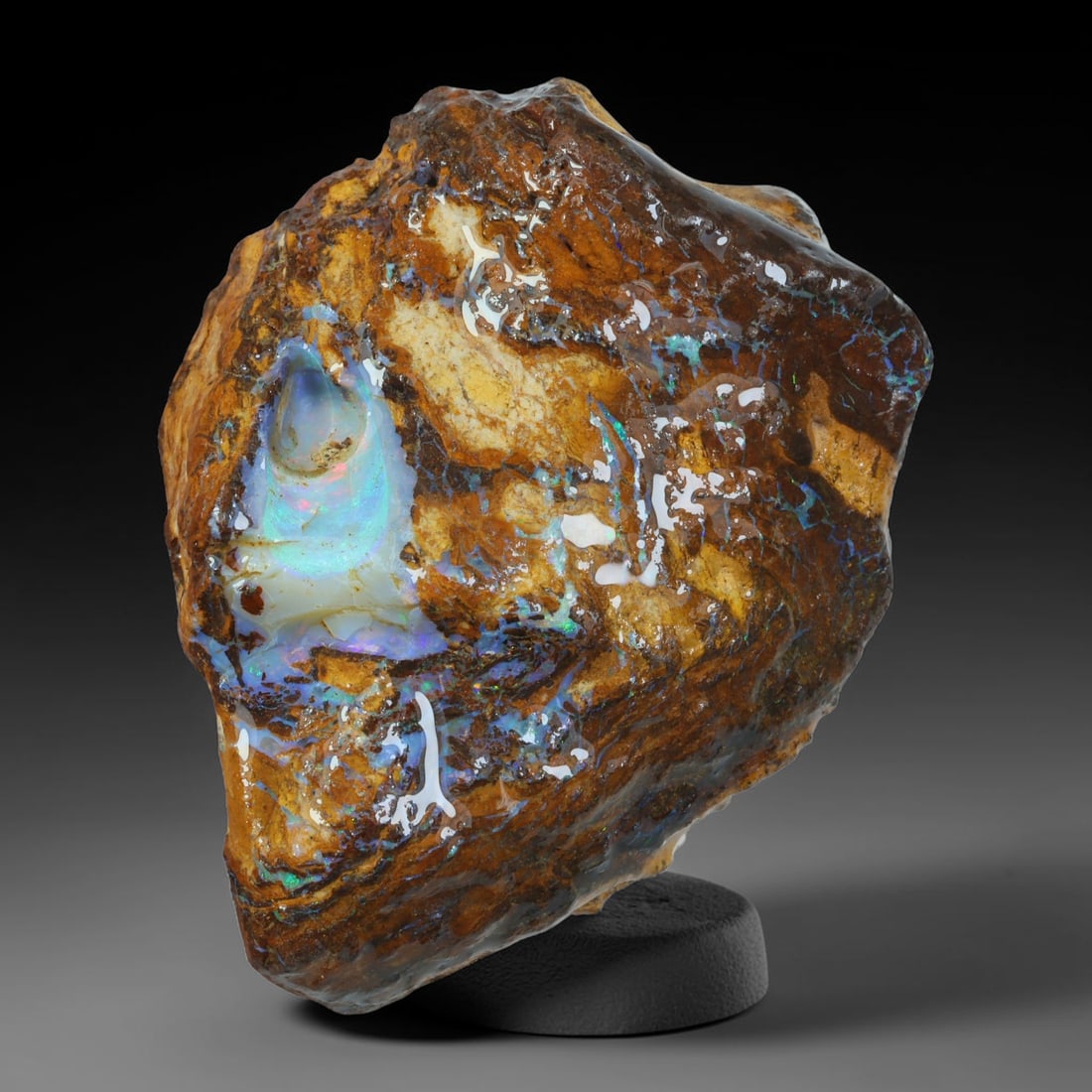 120.48ct Natural Australian Queensland Boulder Opal Sliced Slab Cutting Rough, 32AY: Natural sliced slab rough of Queensland boulder opal cutting grade, featuring rich color ironstone matrix with patterns. The face clearly reveals extensive opal veining and pocket formations running t