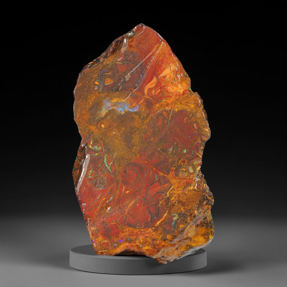 52.20ct Natural Australian Queensland Boulder Opal Sliced Slab Cutting Rough, 65YL: Natural sliced slab rough of Queensland boulder opal cutting grade, featuring rich color ironstone matrix with patterns. The face clearly reveals extensive opal veining and pocket formations running t