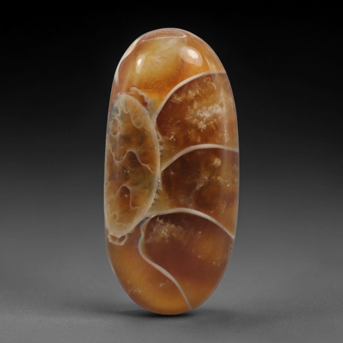 9.25 Carats Warm Honey Ammonite Cabochon - Natural Madagascar Origin, 89XB: This polished Madagascar ammonite cabochon showcases a stunning, natural pattern, with rich honey and caramel brown tones interlaced with crisp white calcite lines that trace the ancient shell's chamb