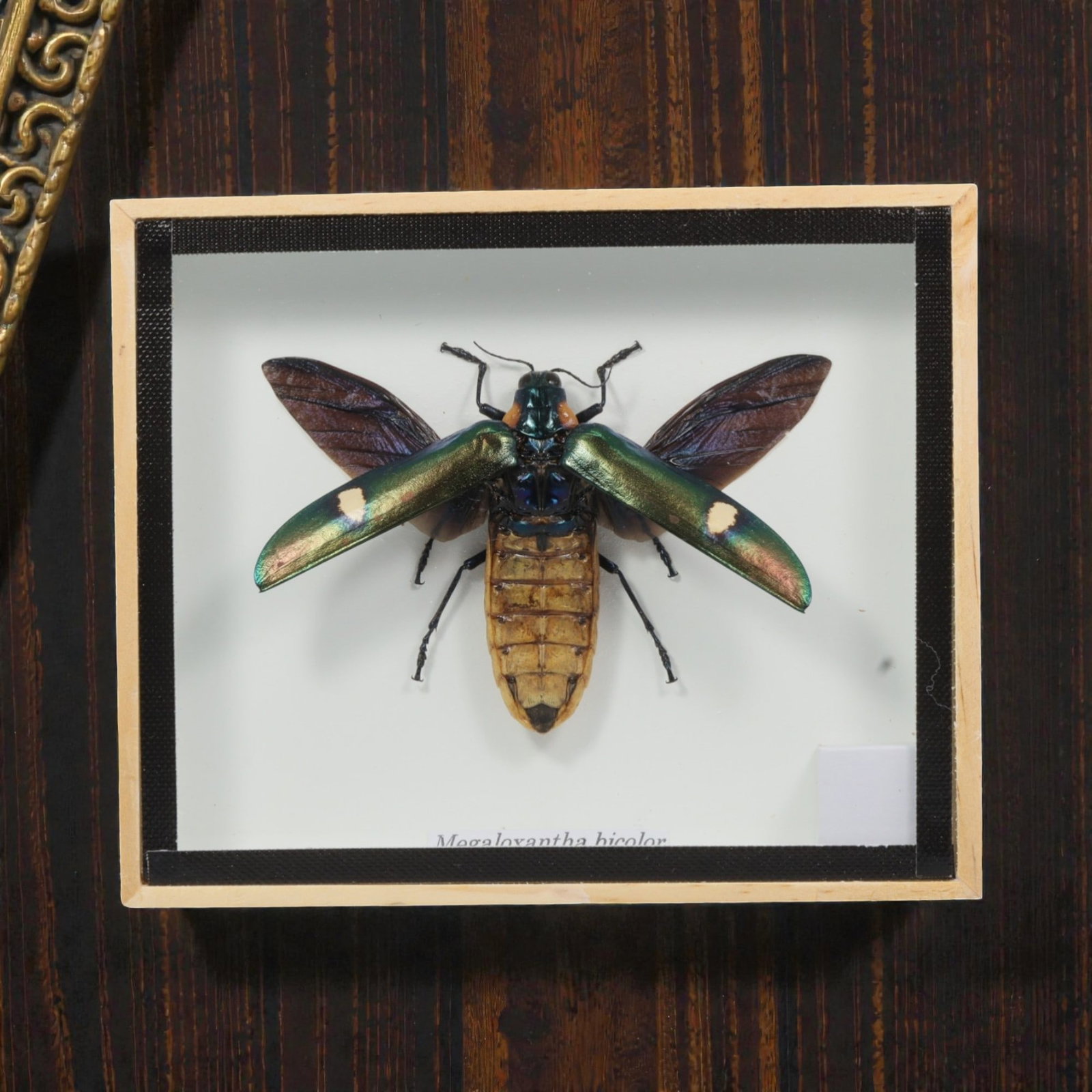 Framed Megaloxantha bicolor - Giant Jewel Beetle Display, 24ZN: This framed display features a single preserved Megaloxantha bicolor, a giant jewel beetle notable for its striking iridescent green and blue elytra marked by distinct pale spots, translucent dark mem