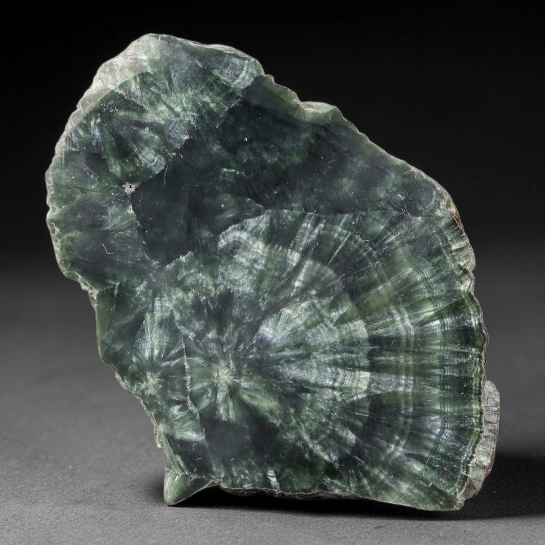 65ct Natural Siberian Seraphinite Polished Rough Slab, 23WV: This polished mineral slab is natural seraphinite originating from Siberian deposits, displaying characteristic radiating crystalline fibrous formations with layered deep forest and silvery green band