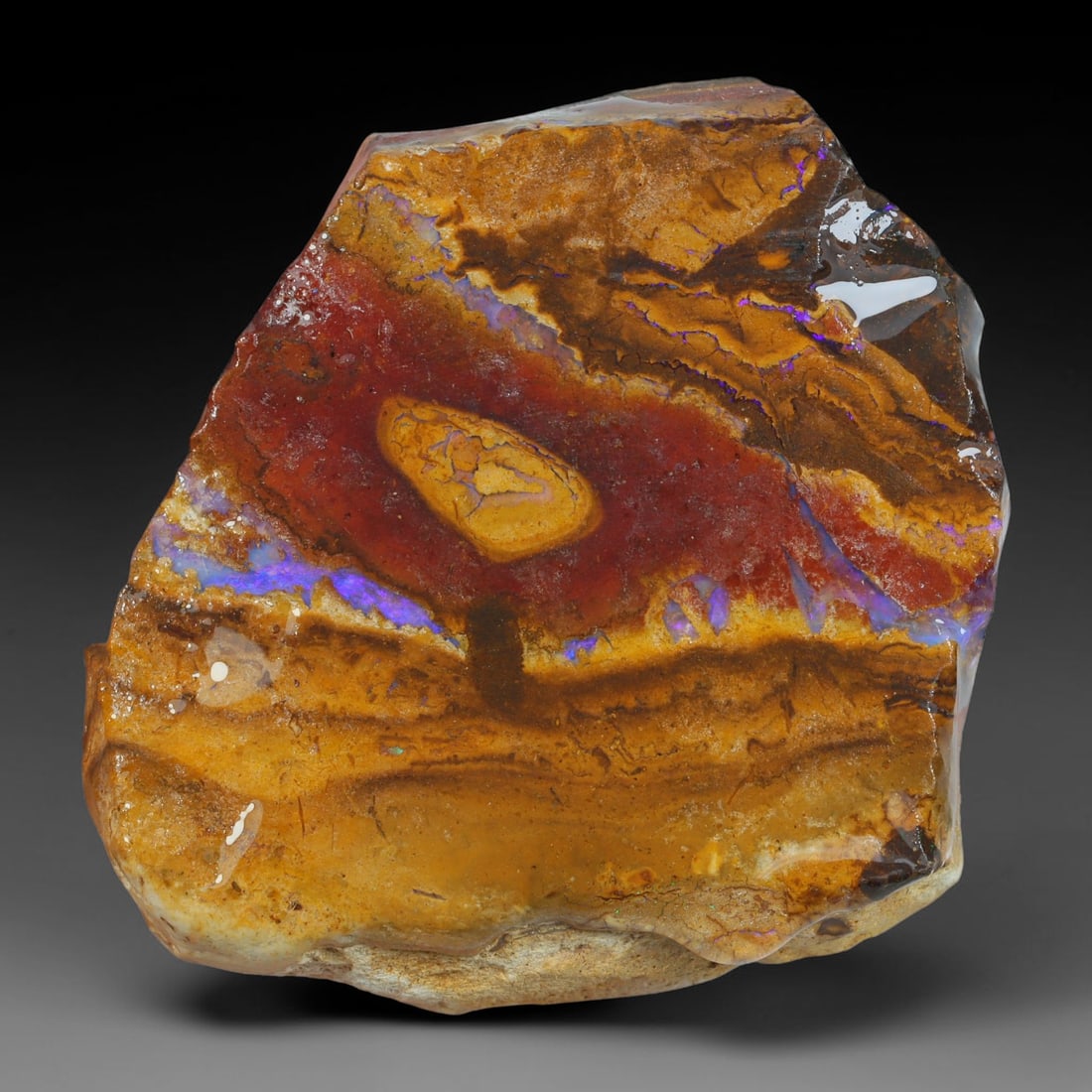 68.81ct Natural Australian Queensland Boulder Opal Sliced Slab Cutting Rough, 31YP: Natural sliced slab rough of Queensland boulder opal cutting grade, featuring rich color ironstone matrix with patterns. The face clearly reveals extensive opal veining and pocket formations running t