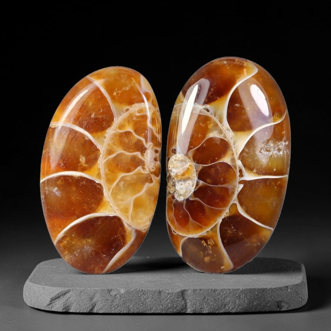 13.12 Carats Natural Ammonite Fossil Pair Loose Stone, 57WJ: This matched pair of genuine natural ammonite fossil stones features warm earthy amber-brown mineralization formed through millions of years of fossilization processes. Distinct preserved shell chambe