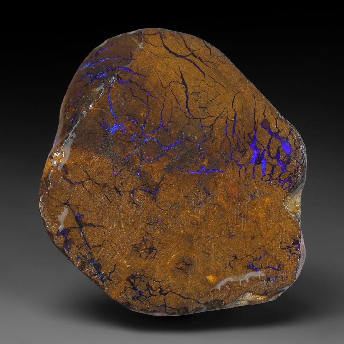 51.80ct Natural Australian Queensland Boulder Opal Sliced Slab Cutting Rough, 83YL: Natural sliced slab rough of Queensland boulder opal cutting grade, featuring rich color ironstone matrix with patterns. The face clearly reveals extensive opal veining and pocket formations running t