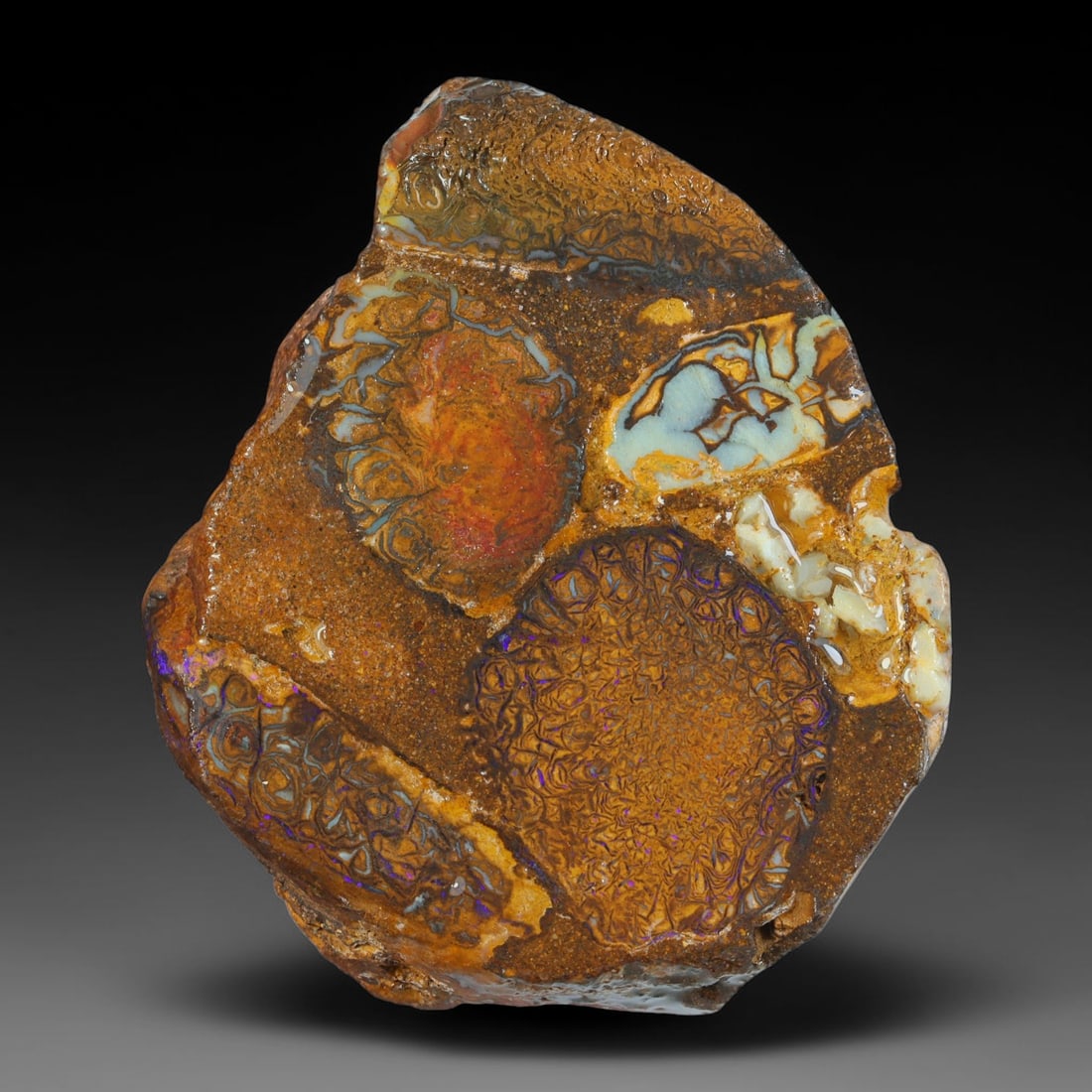 122.47ct Natural Australian Queensland Boulder Opal Sliced Slab Cutting Rough, 72YP: Natural sliced slab rough of Queensland boulder opal cutting grade, featuring rich color ironstone matrix with patterns. The face clearly reveals extensive opal veining and pocket formations running t