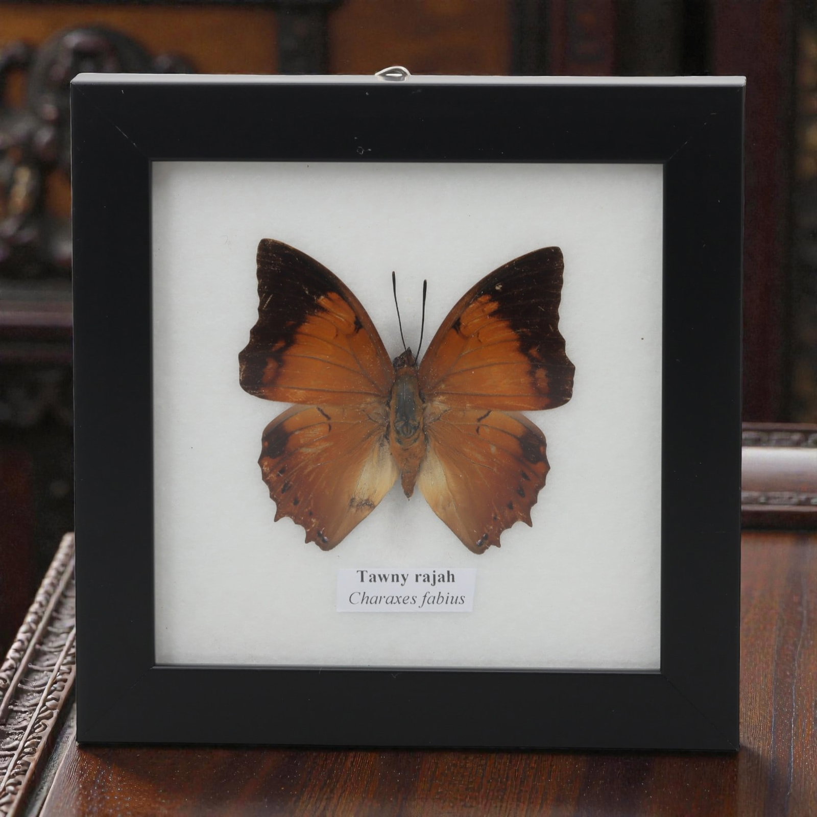 A Framed Mounted Tawny Rajah Butterfly Specimen, 52ZG: The specimen consists of a preserved adult Charaxes fabius butterfly, mounted under glass within a black wooden frame. The butterfly displays its characteristic tawny-orange wings, with the forewings 