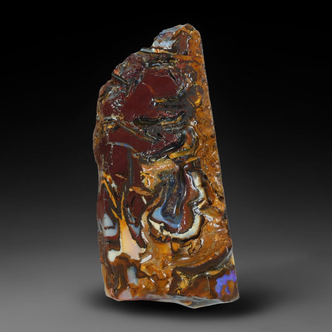 43.73ct Natural Australian Queensland Boulder Opal Sliced Slab Cutting Rough, 73YP: Natural sliced slab rough of Queensland boulder opal cutting grade, featuring rich color ironstone matrix with patterns. The face clearly reveals extensive opal veining and pocket formations running t