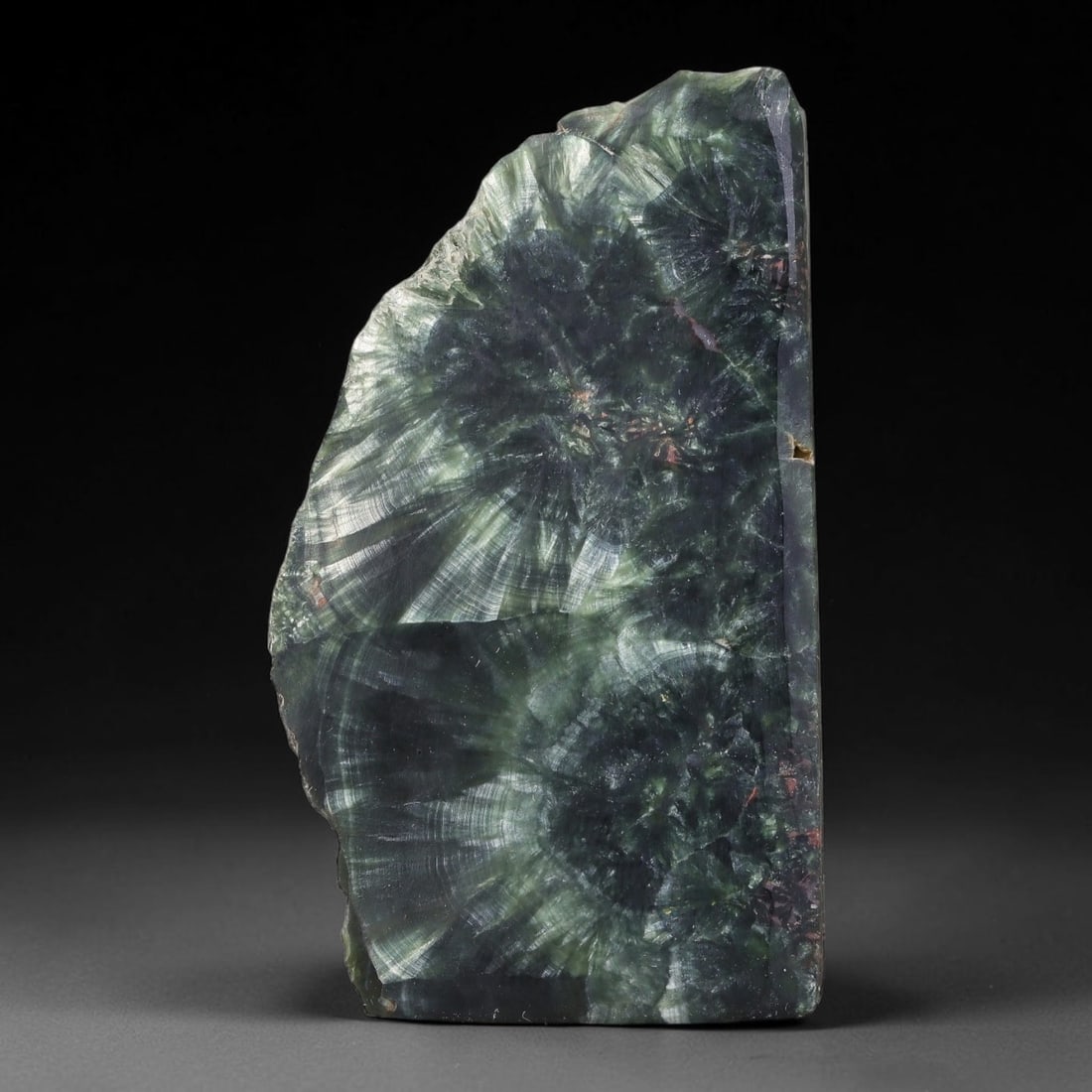 127ct Natural Siberian Seraphinite Polished Rough Slab, 7WV: This polished mineral slab is natural seraphinite originating from Siberian deposits, displaying characteristic radiating crystalline fibrous formations with layered deep forest and silvery green band