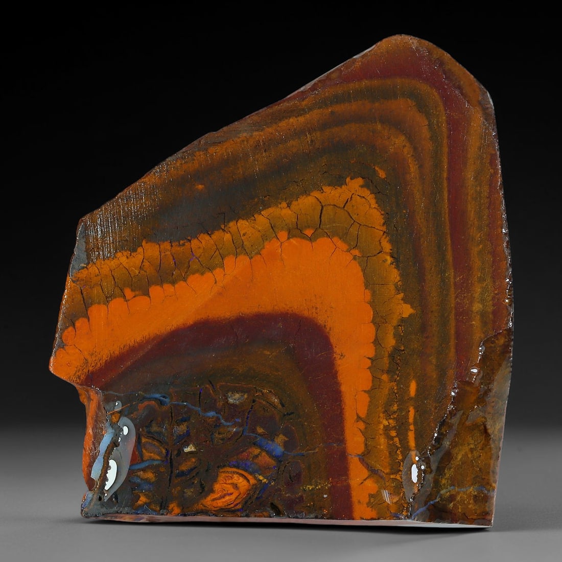 60.83ct Natural Australian Queensland Boulder Opal Sliced Slab Cutting Rough, 98YP: Natural sliced slab rough of Queensland boulder opal cutting grade, featuring rich color ironstone matrix with patterns. The face clearly reveals extensive opal veining and pocket formations running t