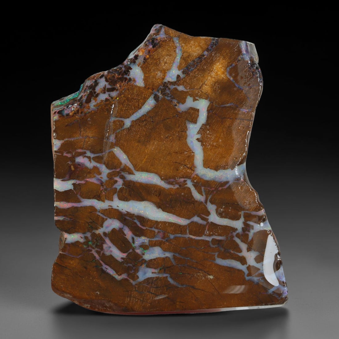 59.67ct Natural Australian Queensland Boulder Opal Sliced Slab Cutting Rough, 57YP: Natural sliced slab rough of Queensland boulder opal cutting grade, featuring rich color ironstone matrix with patterns. The face clearly reveals extensive opal veining and pocket formations running t