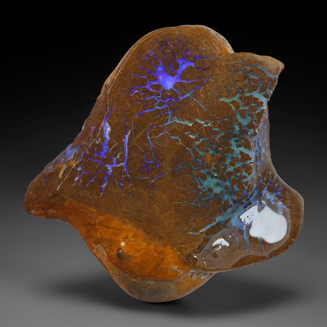 78.28ct Natural Australian Queensland Boulder Opal Sliced Slab Cutting Rough, 26YP: Natural sliced slab rough of Queensland boulder opal cutting grade, featuring rich color ironstone matrix with patterns. The face clearly reveals extensive opal veining and pocket formations running t