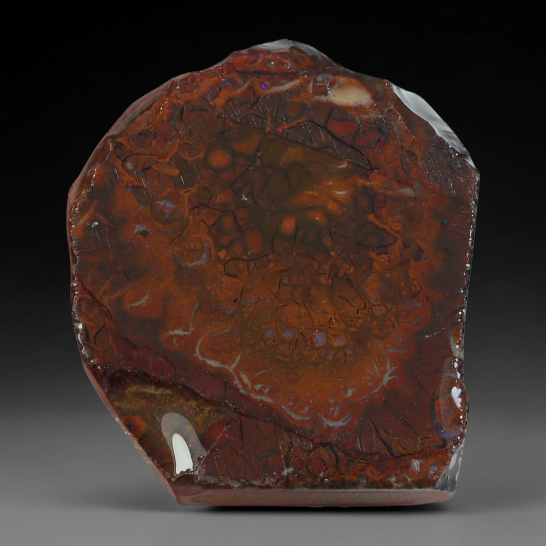 46.00ct Natural Australian Queensland Boulder Opal Sliced Slab Cutting Rough, 93YL: Natural sliced slab rough of Queensland boulder opal cutting grade, featuring rich color ironstone matrix with patterns. The face clearly reveals extensive opal veining and pocket formations running t