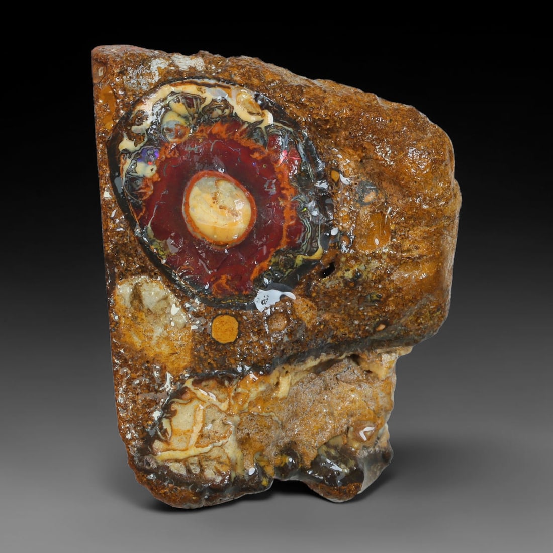 42.74ct Natural Australian Queensland Boulder Opal Sliced Slab Cutting Rough, 81YL: Natural sliced slab rough of Queensland boulder opal cutting grade, featuring rich color ironstone matrix with patterns. The face clearly reveals extensive opal veining and pocket formations running t
