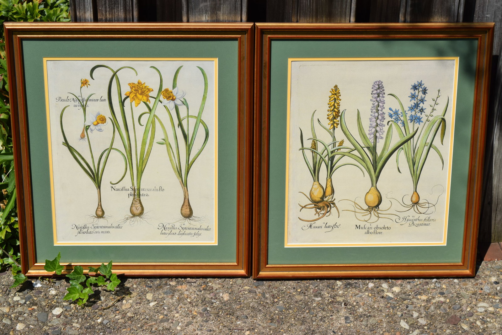 Pair of Framed & Matted Botanical Basilius Besler Engravings (1 of 9)