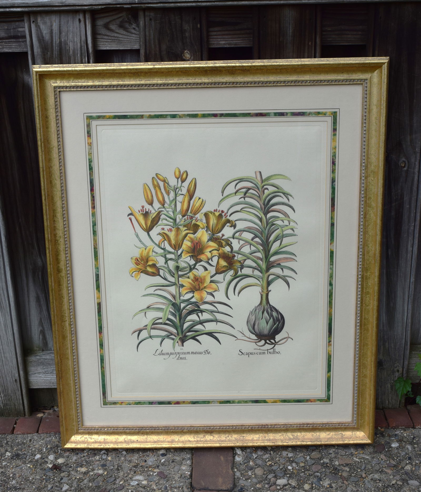 Gold Framed & Matted Color Floral Botanical Basilius Besler Engraving (1 of 5)