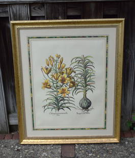Gold Framed & Matted Color Floral Botanical Basilius Besler Engraving: "Lilium Purpureum" professionally framed and matted. Basilius Besler (1591-1629) was a pharmacist by training and worked in Nuremberg. He set up a garden in Nuremberg, and became a well known botanist