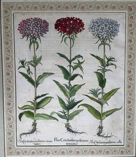 Basilius Besler (German, 1561-1629), Flos Constantinopolitanus Miniatus, 1618-1640: Copper plate engraving from the botanical picture books Hortus Eystettensis. Published Eichstatt Germany H: 36 x w: 31 1/2 inches (framed) H: 19 x w: 15 3/4 inches (sight)CONDITION: Missing glass
