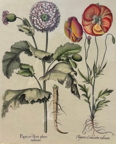 Basilius Besler (German, 1561-1629), Papaver Flore Pleno Rubrum, 1618-1640