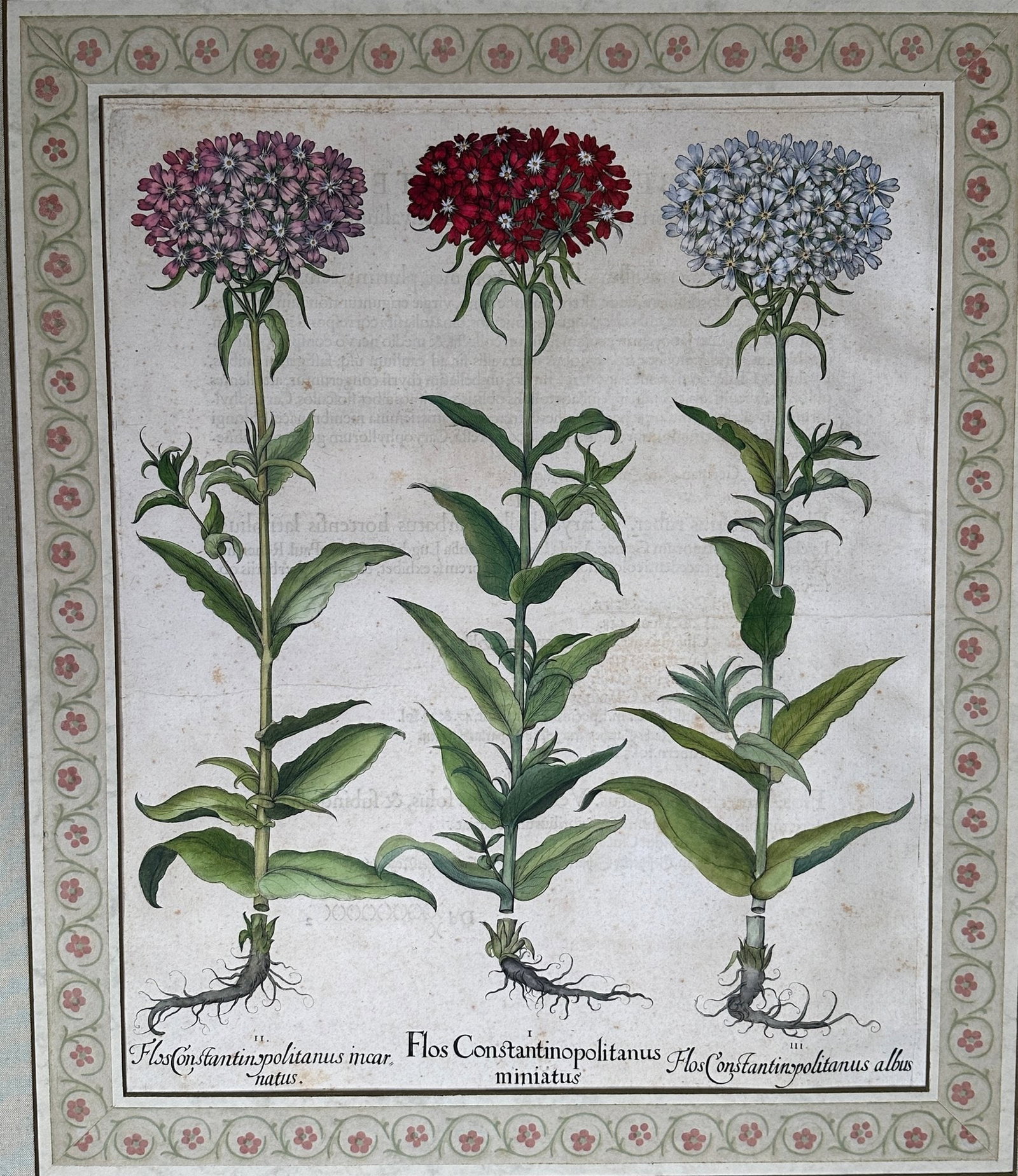 Basilius Besler (German, 1561-1629), Flos Constantinopolitanus Miniatus, 1618-1640 (1 of 6)