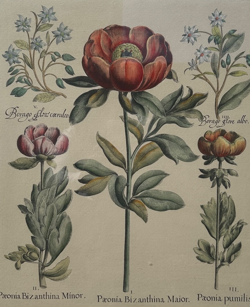Basilius Besler (German, 1561-1629), Paeonia Bizanthina Minor, 1618-1640 (1 of 7)
