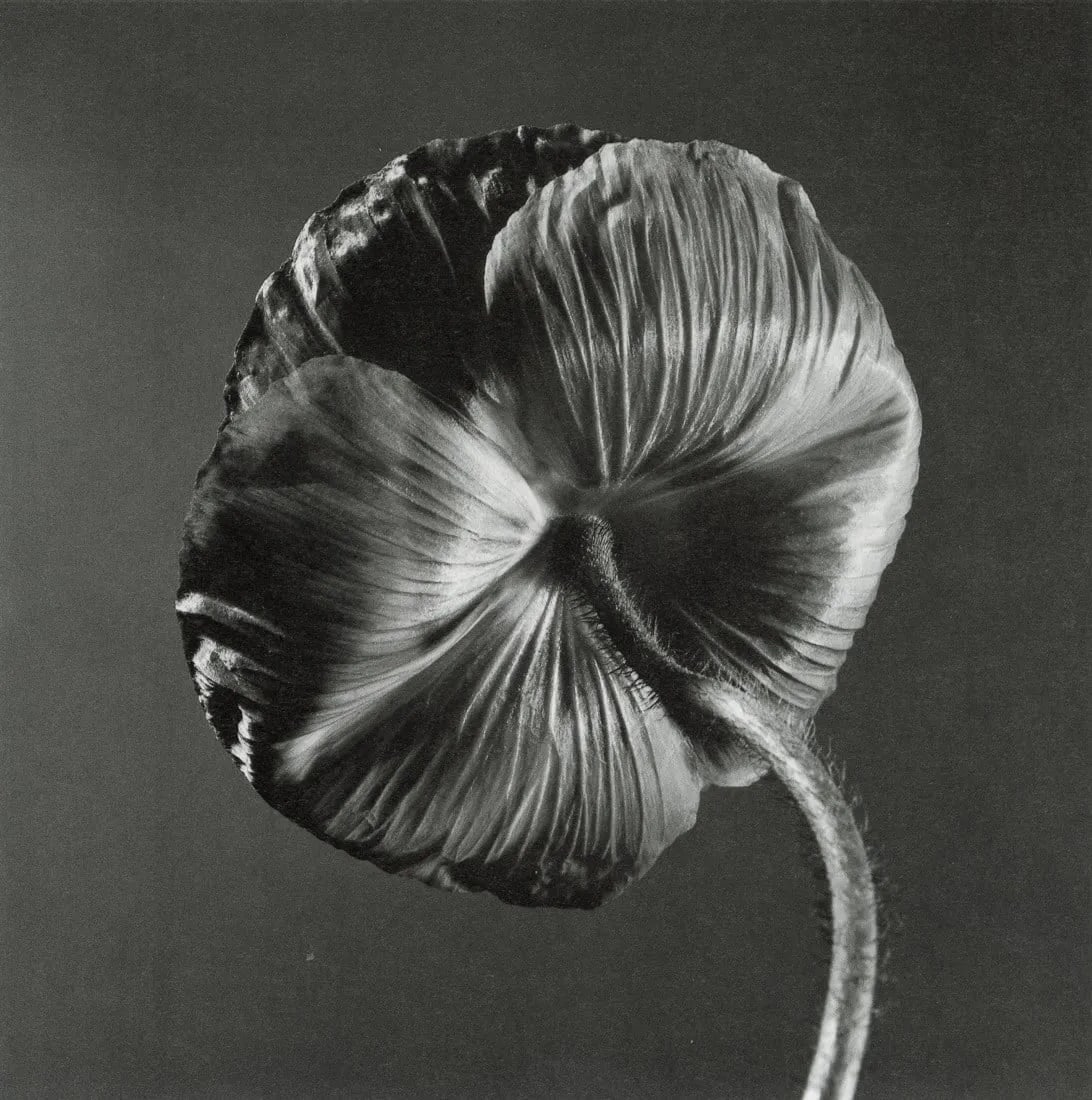 YASUHIRO ISHIMOTO - Poppy (1 of 1)
