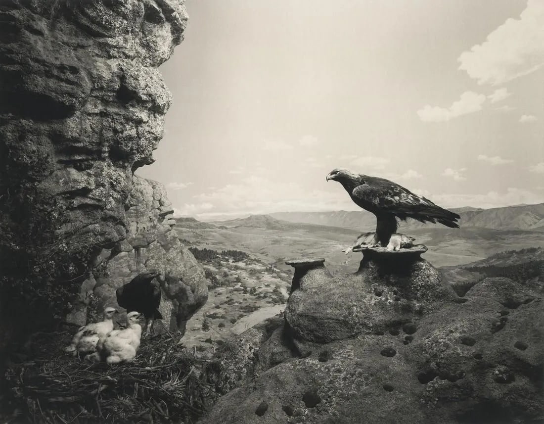 Hiroshi Sugimoto - Golden Eagle, 1994 (1 of 1)