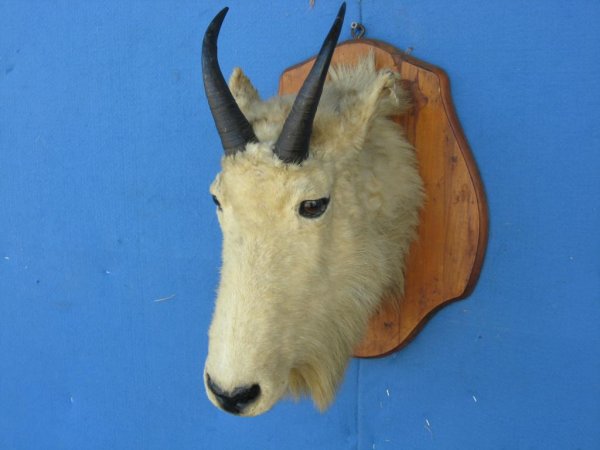 Mountain goat shoulder mount: Mountain goat shoulder mount