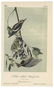 Audubon, John James. A Collection of Color Lithograph