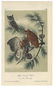 Audubon, John James. A Collection of Color Lithograph - 2