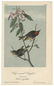 Audubon, John James. A Collection of Color Lithograph - 3