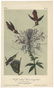 Audubon, John James. A Collection of Color Lithograph - 4