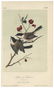 Audubon, John James. A Collection of Color Lithograph - 5