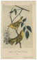 Audubon, John James. A Collection of Color Lithograph - 6