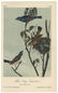 Audubon, John James. A Collection of Color Lithograph - 7