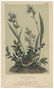 Audubon, John James. A Collection of Color Lithograph - 8