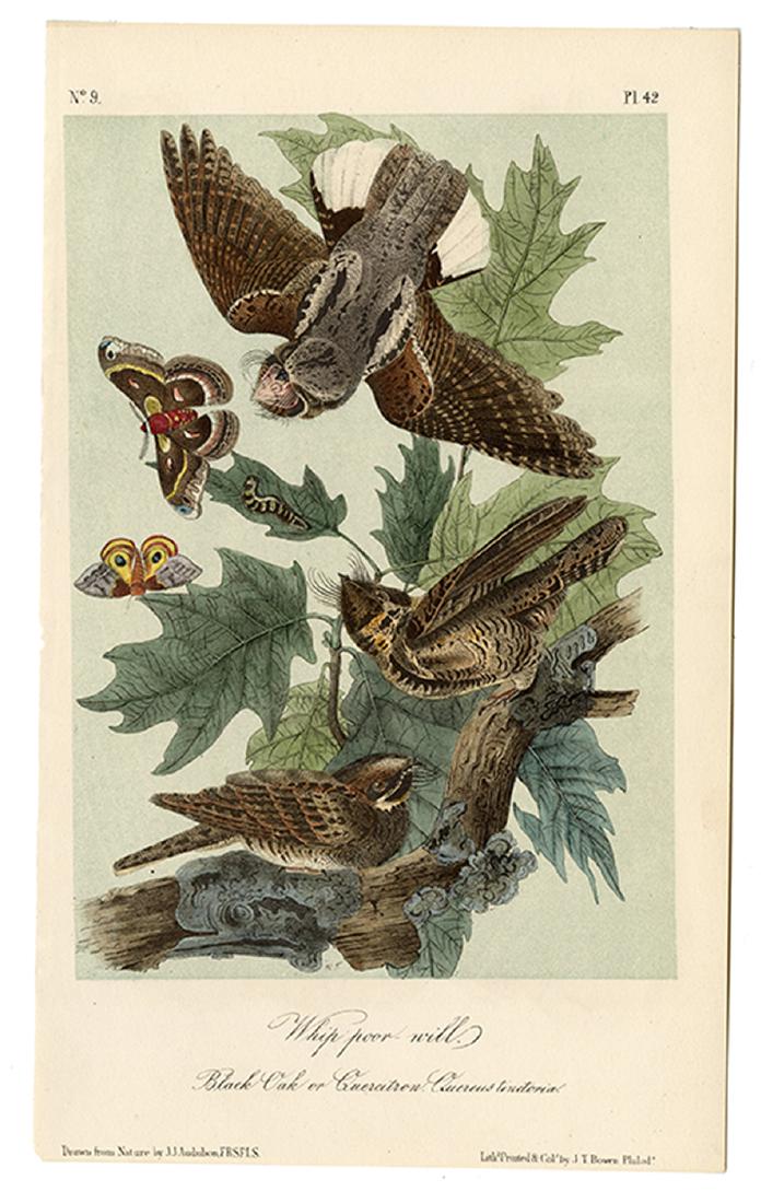 Group of 148 Lithographs from the Birds of America.: [Natural History] Audubon, John James. Group of 148 Lithographs from the Birds of America. Philadelphia: J.T. Bowen, ca. 1840s. From the Royal Octavo Edition. Original hand-colored lithographs, each m