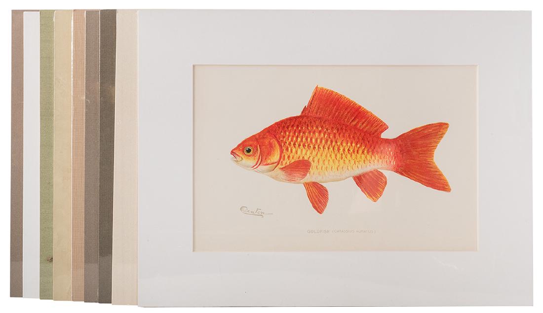 Group of Ten Denton Fish Prints. (1 of 3)