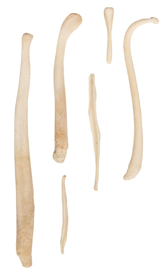 Group of Six Mammal Bacula.: Group of Six Mammal Bacula. United States. Fossilized penis bones of a mink, coyote, otter, raccoon, badger and domestic dog. Coyote baculum 6" long. All very good condition.