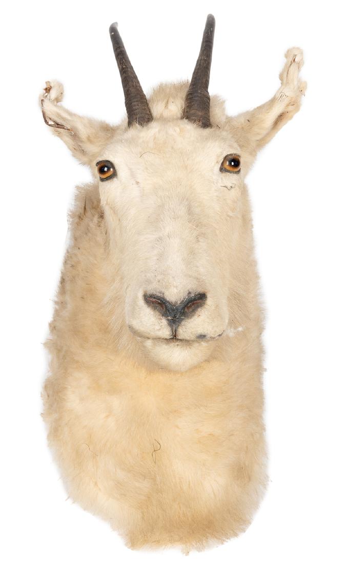 Mountain Goat Taxidermy Mount.: Mountain Goat Taxidermy Mount. 15 x 15 x 9". Scattered damage to ears and fur.