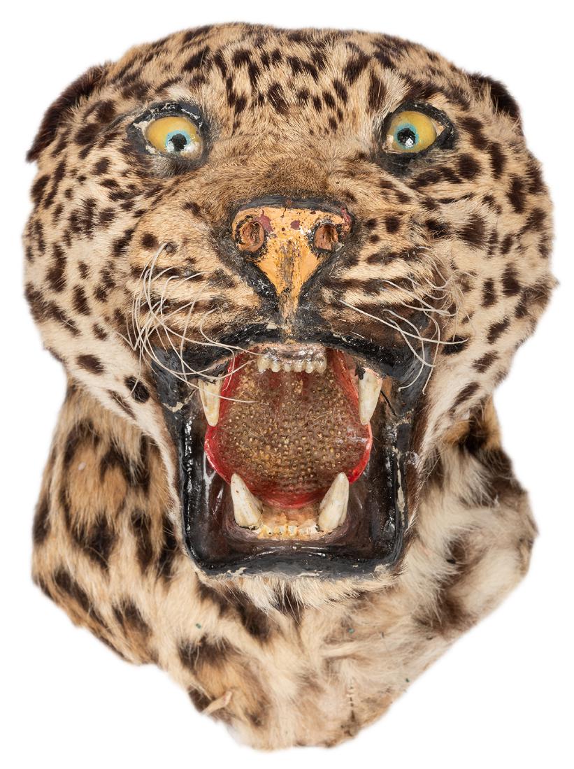 Taxidermy Leopard Head. (1 of 2)